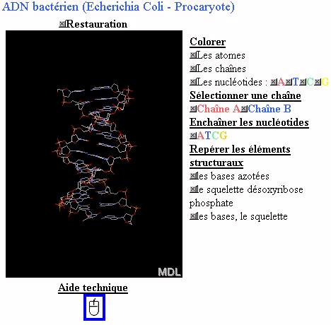 Exploration de la structure de l'ADN d'Echerichia coli